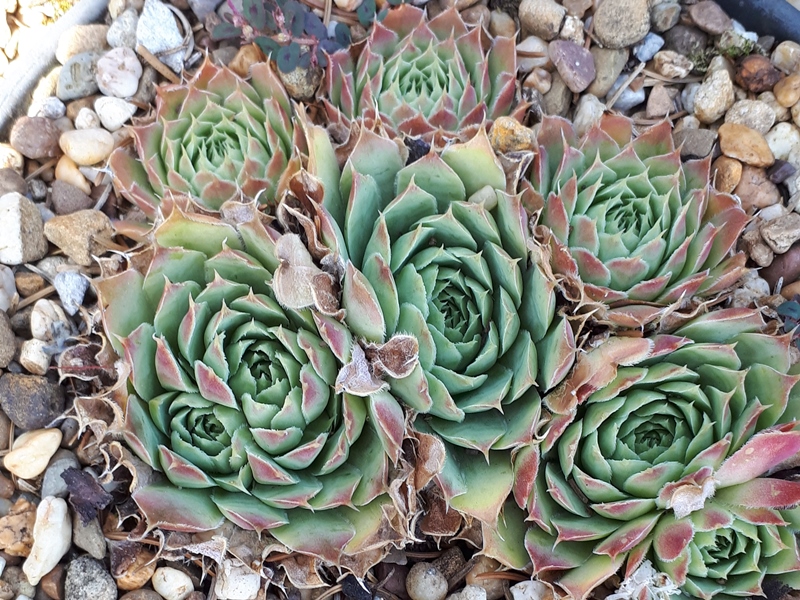 Kathrin / Jovi
