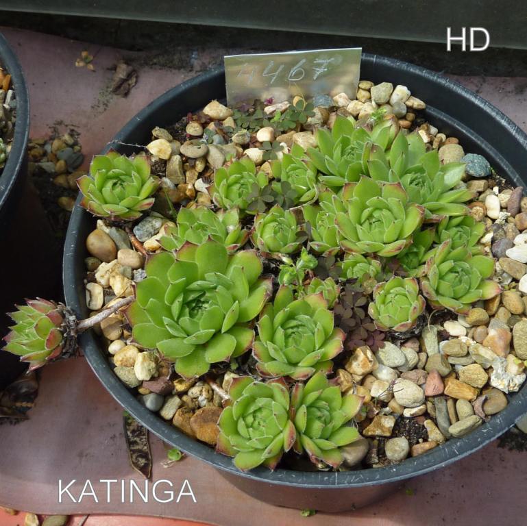 Katinga