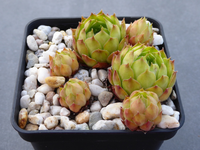 Korspelse Colanda