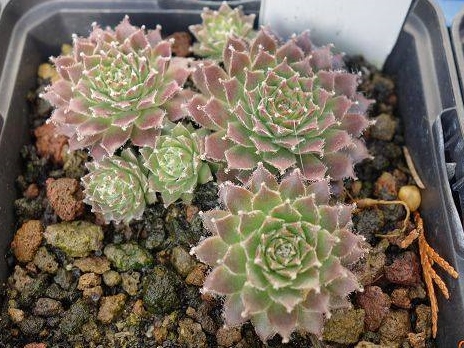 Korspelse Galba