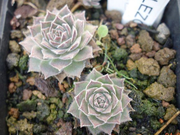 Korspelse Gallezou