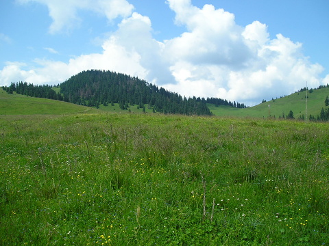 globiferum ssp. hirtum (preissianum) from Vyšné Šiprúňské sedlo