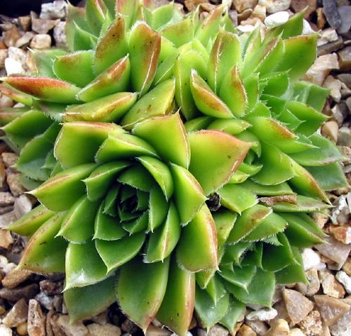 heuffelii from Pelister