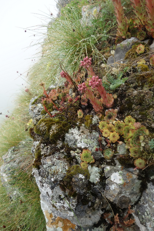 marmoreum cf. ssp. reginae-amaliae from Pliješ Mt.
