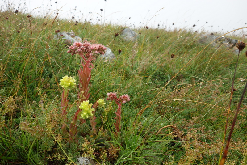 marmoreum cf. ssp. reginae-amaliae from Pliješ Mt.