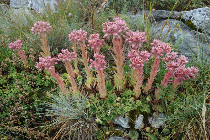 marmoreum cf. ssp. reginae-amaliae from Pliješ Mt.