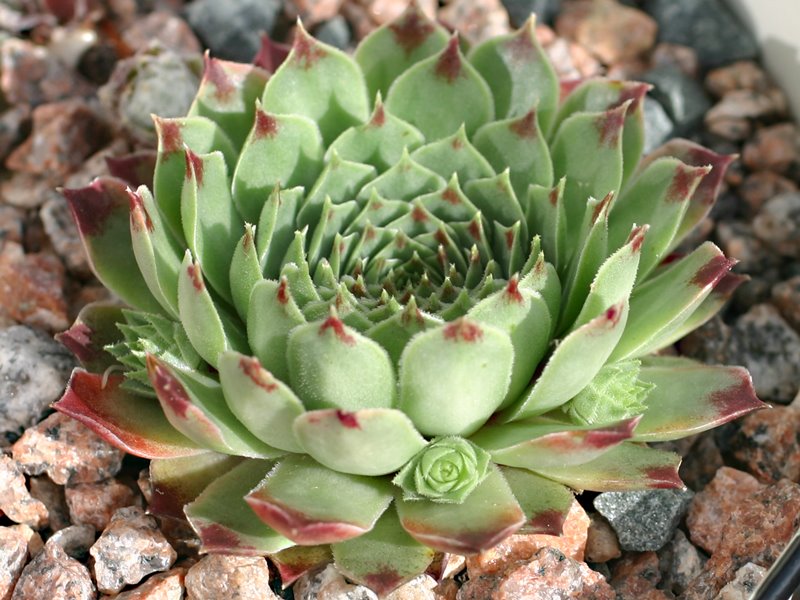 calcareum from Triora
