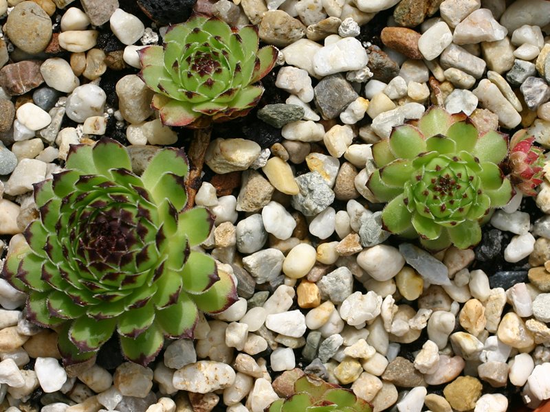 cantabricum ssp. guadarramense from Puerto de Navafria