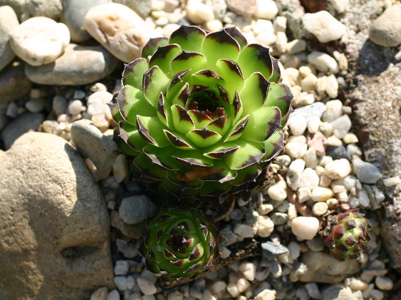 cantabricum ssp. guadarramense from Puerto de Navafria