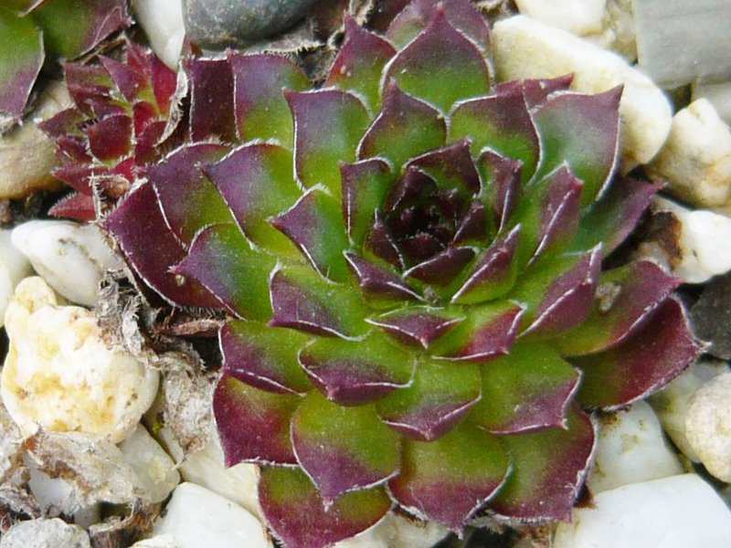 caucasicum