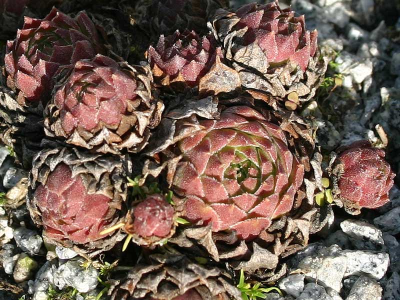 cantabricum ssp. guadarramense (gredosense) from Portilla del Rey
