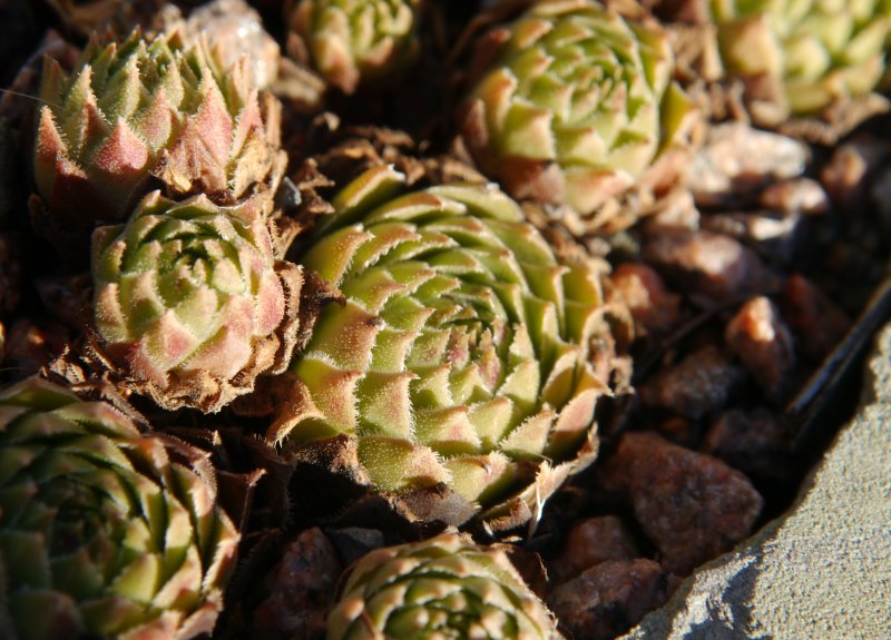 cantabricum (vicentei) from Picos de Urbion