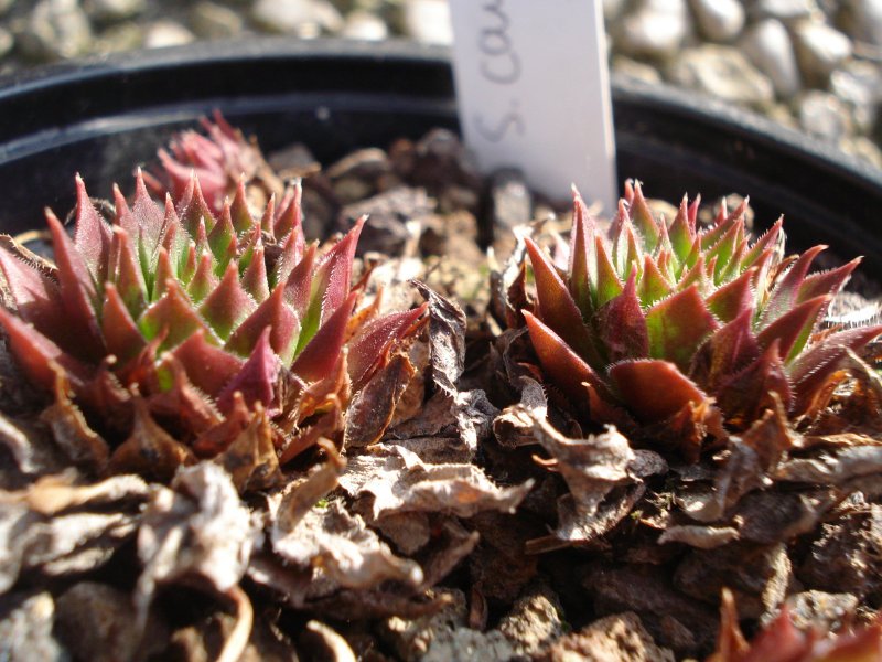 caucasicum