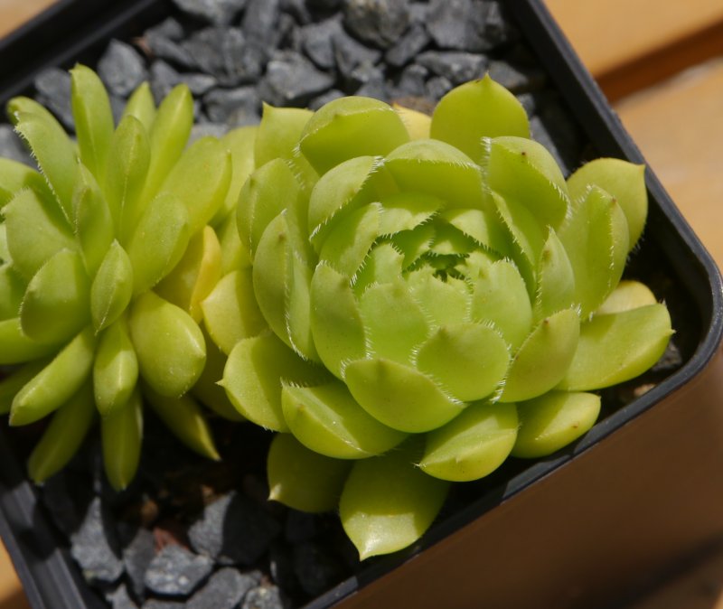 glabrifolium cf. from Mt. Aragac (Typ PH8008)