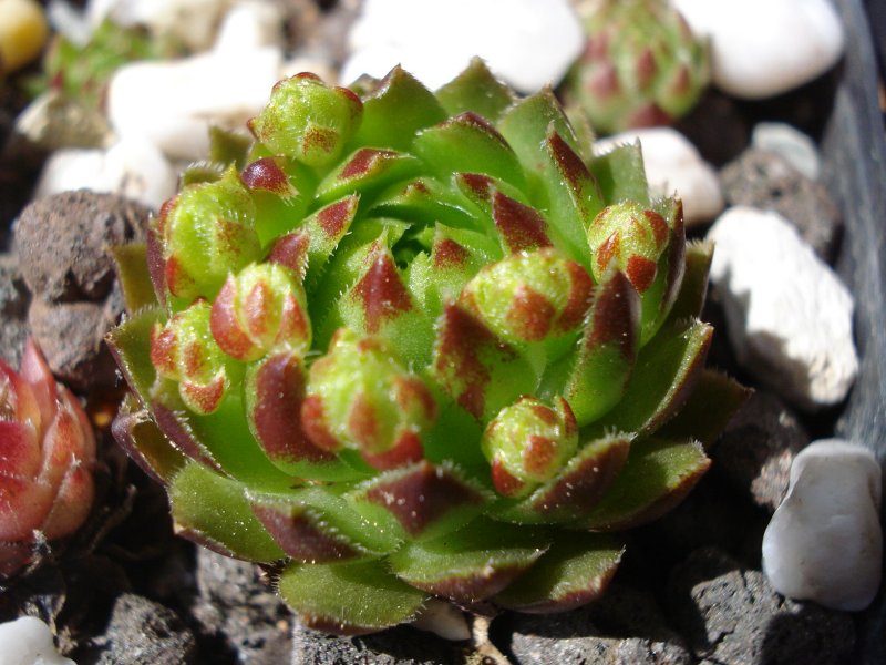 globiferum ssp. globiferum from Sümeg
