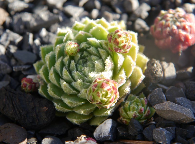 globiferum ssp. hirtum from Hohe Wand