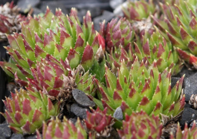globiferum ssp. hirtum (tatrensis) from Veľký Rozsutec