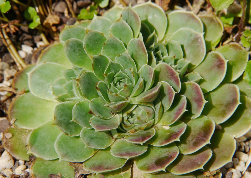 heuffelii from Olymp