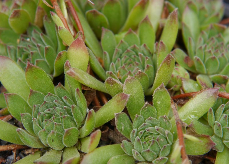 kiusianum