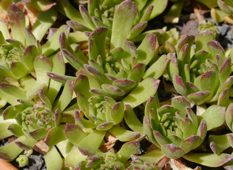 kiusianum