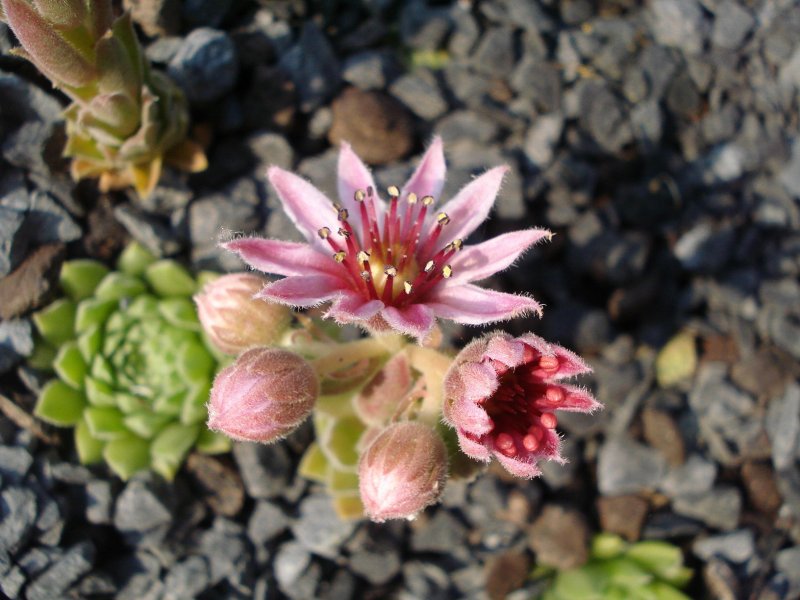pumilum from Kasbek