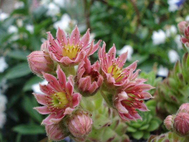 cantabricum ssp. cantabricum from Bulnes