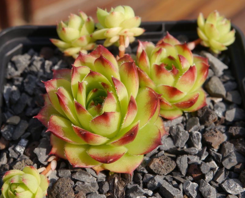 caucasicum from Tscheget