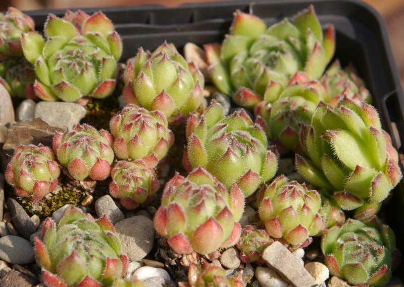 caucasicum (gracile)