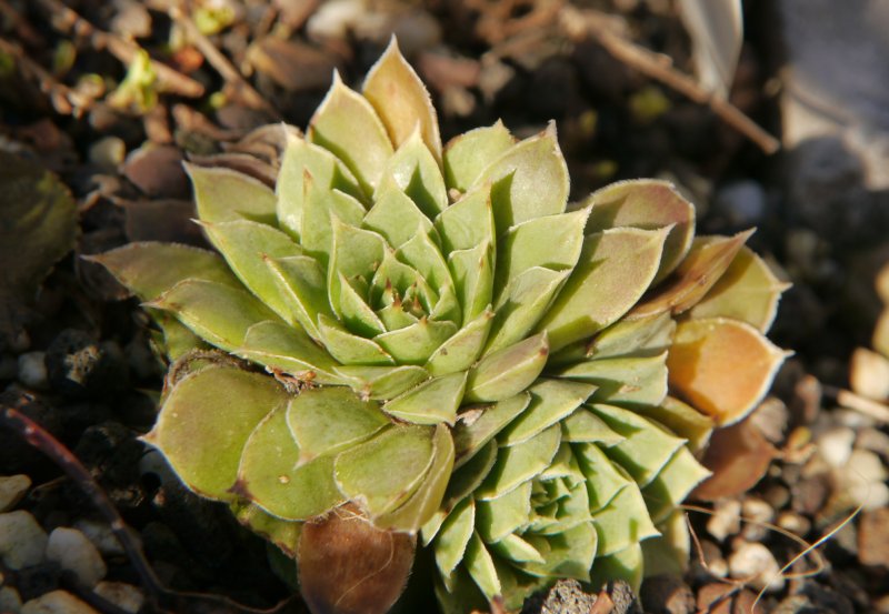 heuffelii from Olymp