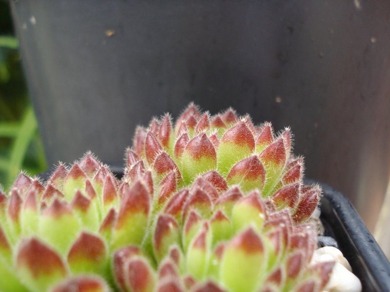 leucanthum from Pastra
