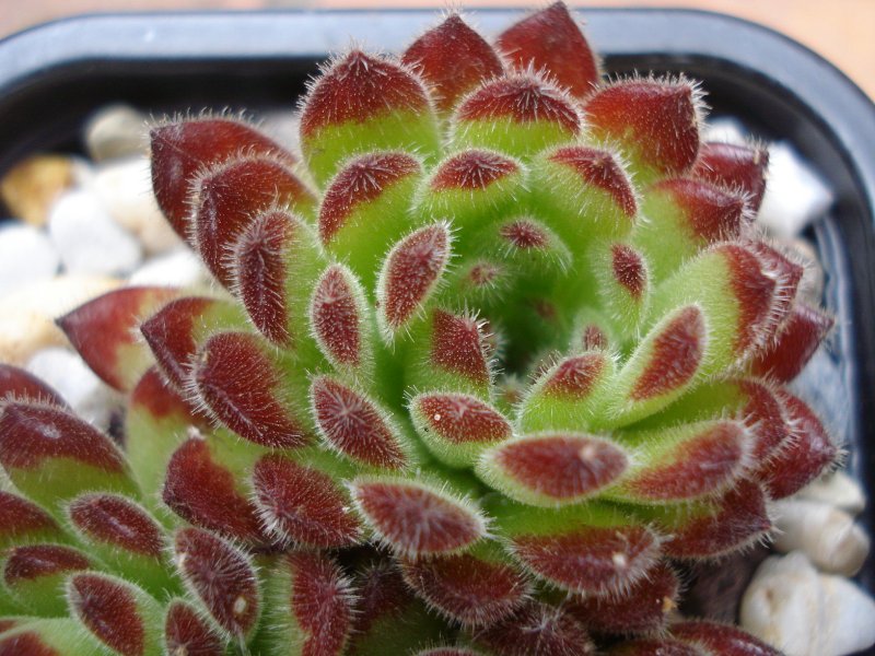 leucanthum from Pastra