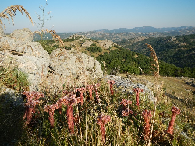 marmoreum from Kirklareli