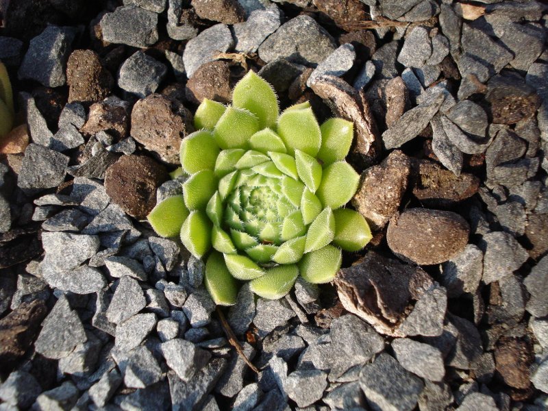 pumilum from Kasbek