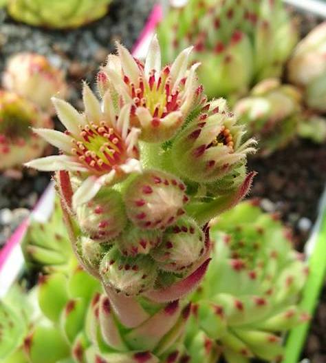 calcareum 7