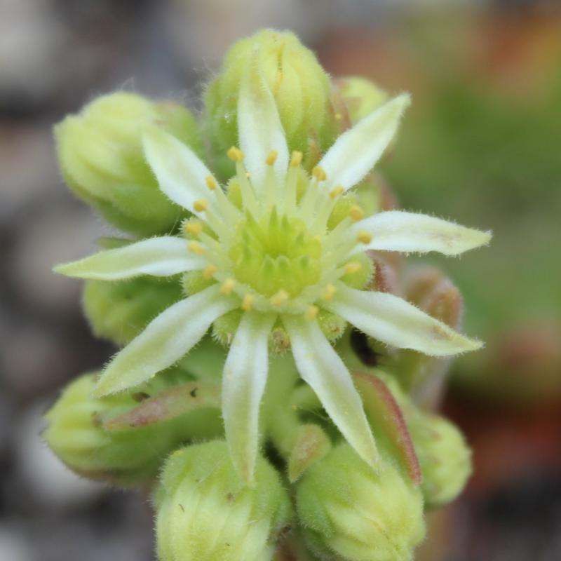 feigeanum from road Zeytinlik to Artvin