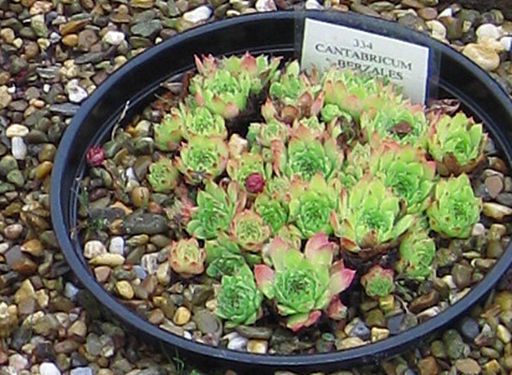 cantabricum ssp. urbionense from Berezales