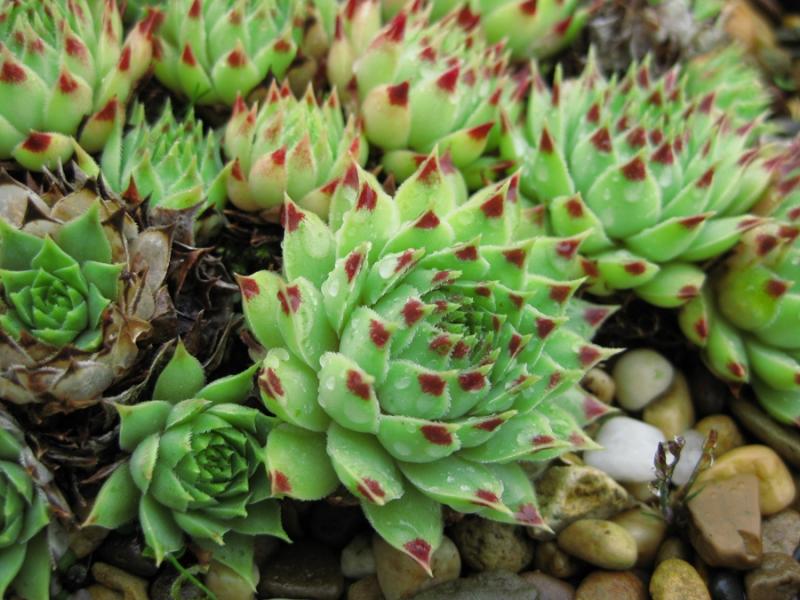 "calcareum (""pale form"") 4