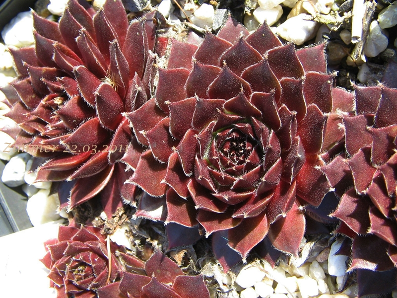 Kalinda