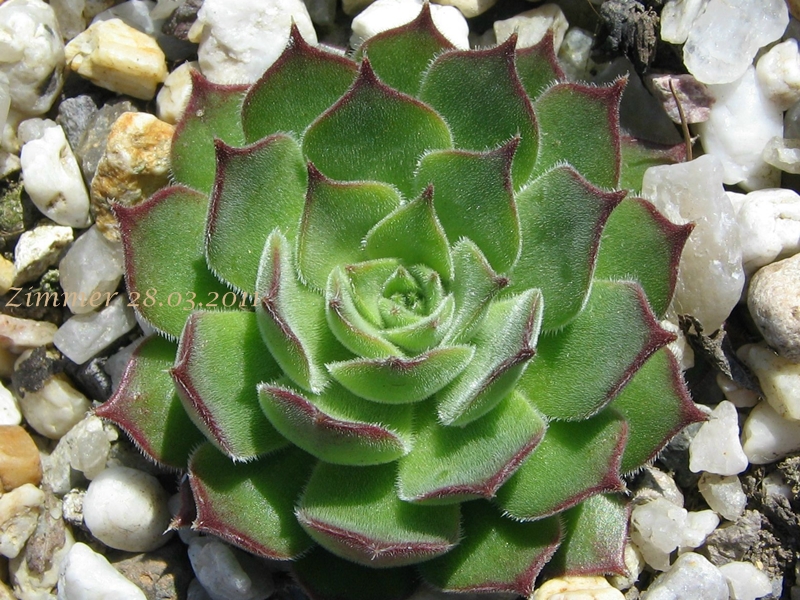 Katinga