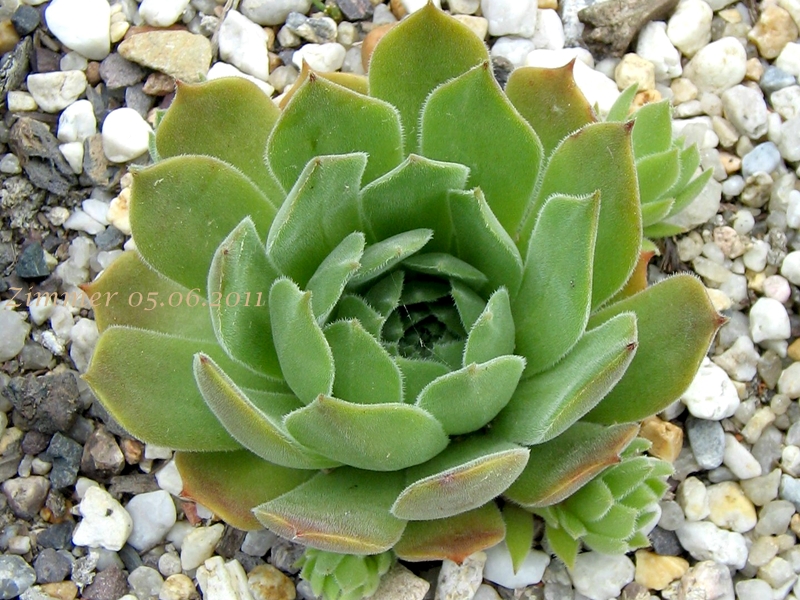 Katinga
