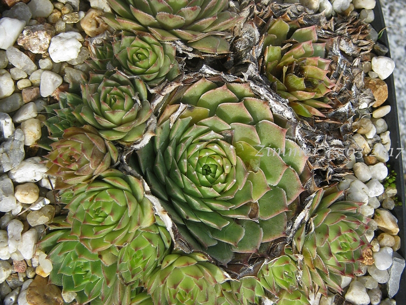 calcareum from Col de Gleize (Typ 2 Sammlung Haberer)
