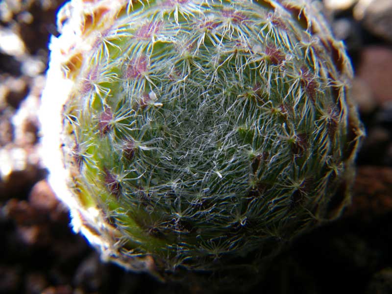 ciliosum ssp. octopodes from Mali Hat