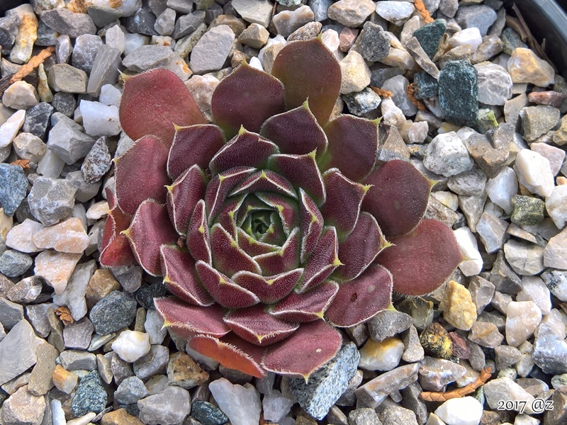 Korspelse Gipsy Rose / Jovi