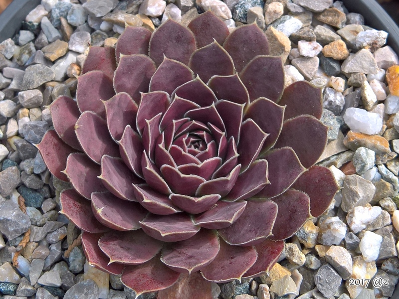 Korspelse Hervinia / Jovi