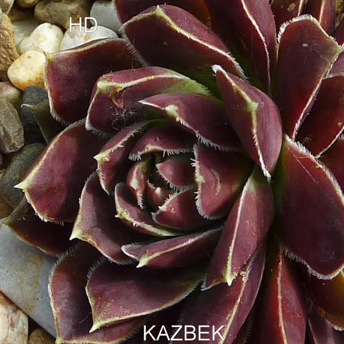 Kazbek / Jovi