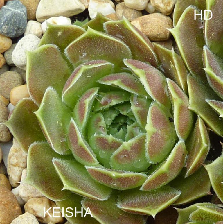 Keisha / Jovi
