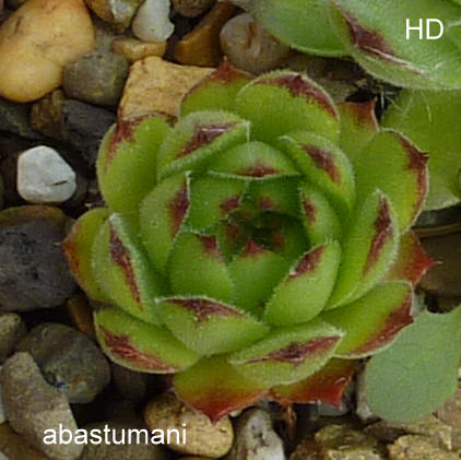 sp. from Abastumani