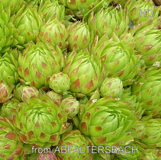 globiferum ssp. hirtum from Abfaltersbach