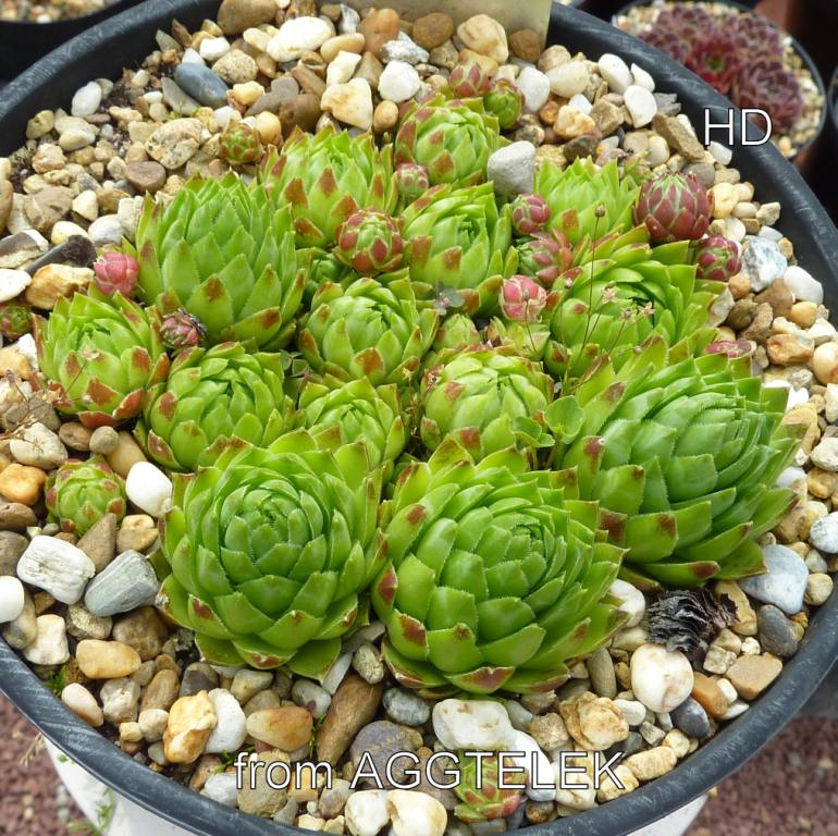 globiferum ssp. hirtum from Aggtelek