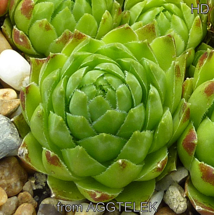 globiferum ssp. hirtum from Aggtelek